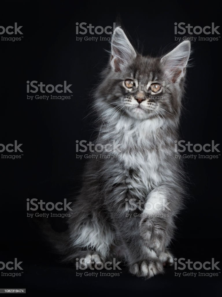 Detail Kucing Maine Coon Kitten Nomer 17