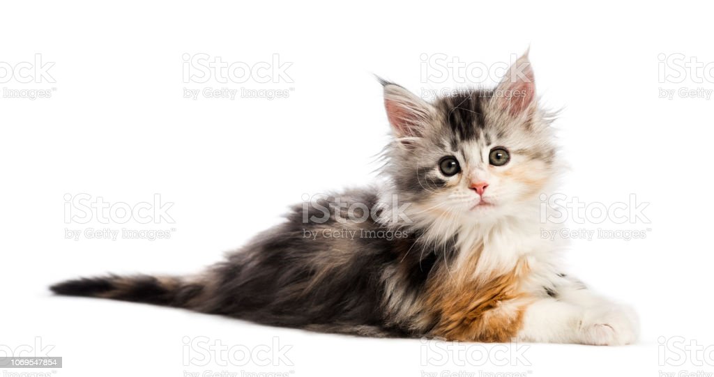 Detail Kucing Maine Coon Kitten Nomer 18