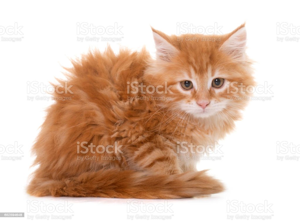 Detail Kucing Maine Coon Kitten Nomer 3