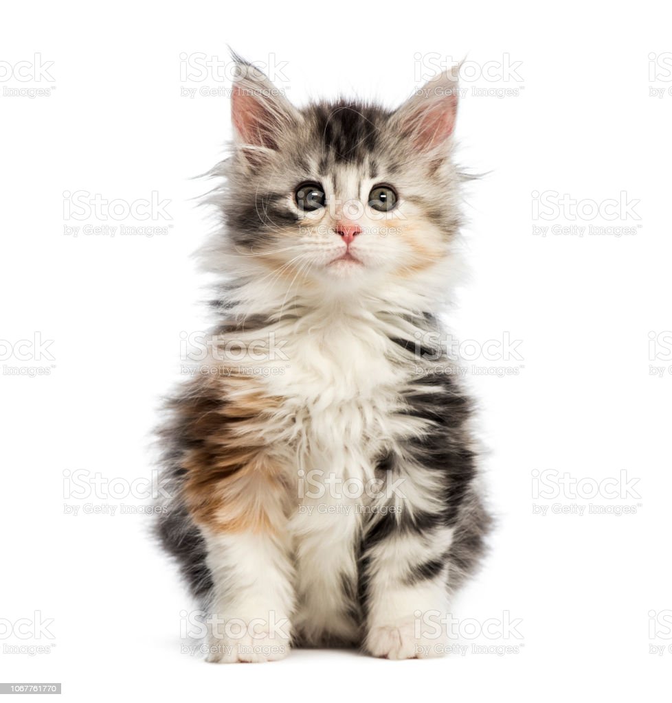 Detail Kucing Maine Coon Kitten Nomer 5