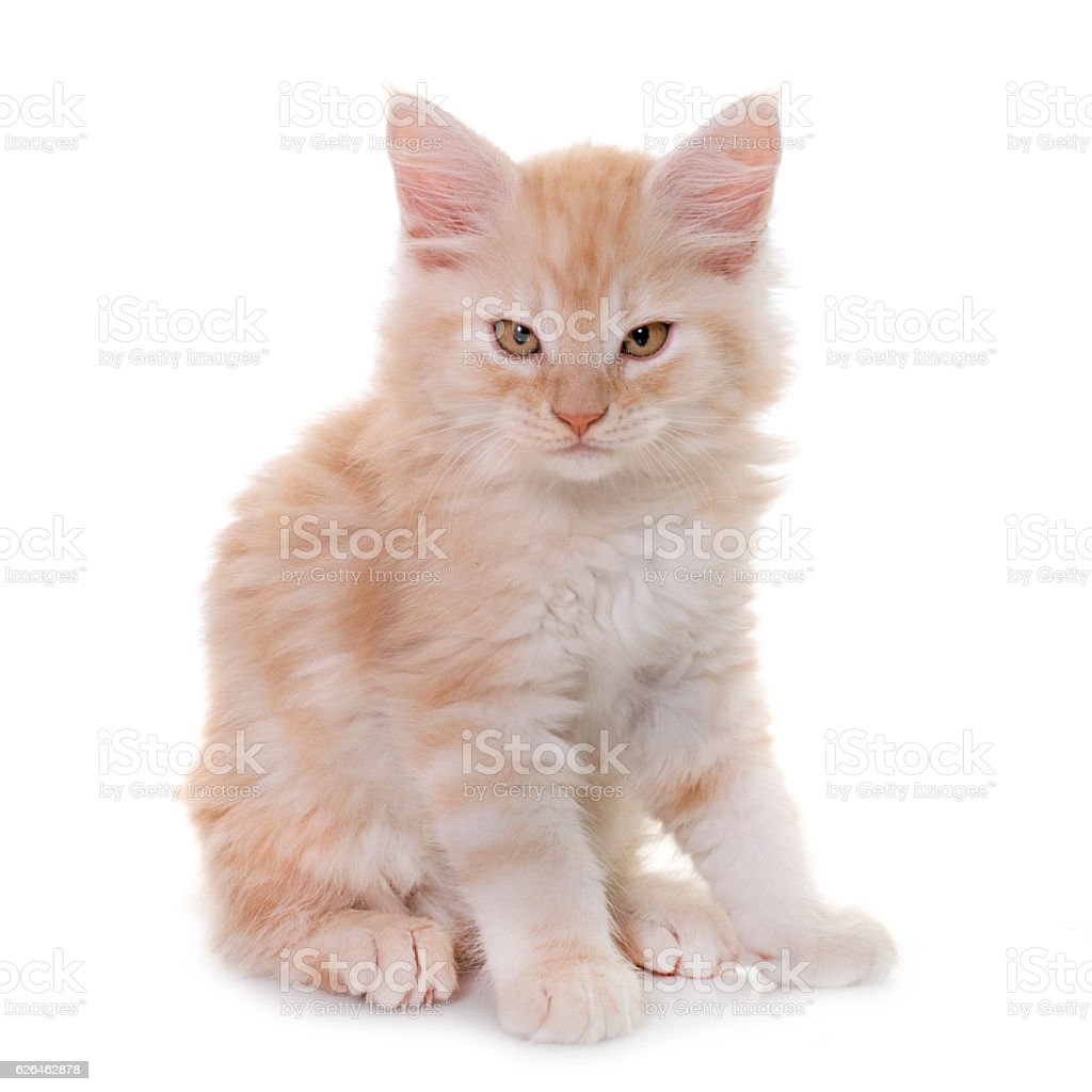 Detail Kucing Maine Coon Kitten Nomer 51