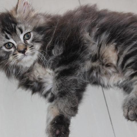 Detail Kucing Maine Coon Mix Nomer 29