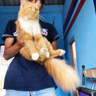 Detail Kucing Maine Coon Mix Kampung Nomer 13