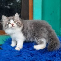 Detail Kucing Maine Coon Mix Kampung Nomer 14