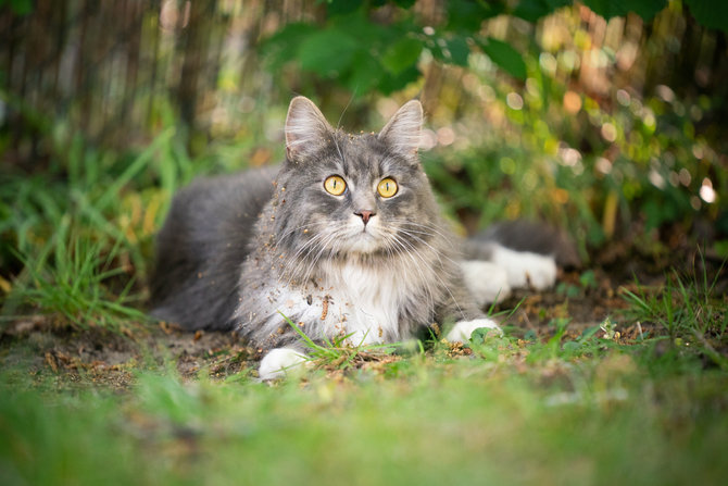 Download Kucing Maine Coon Mix Kampung Nomer 34