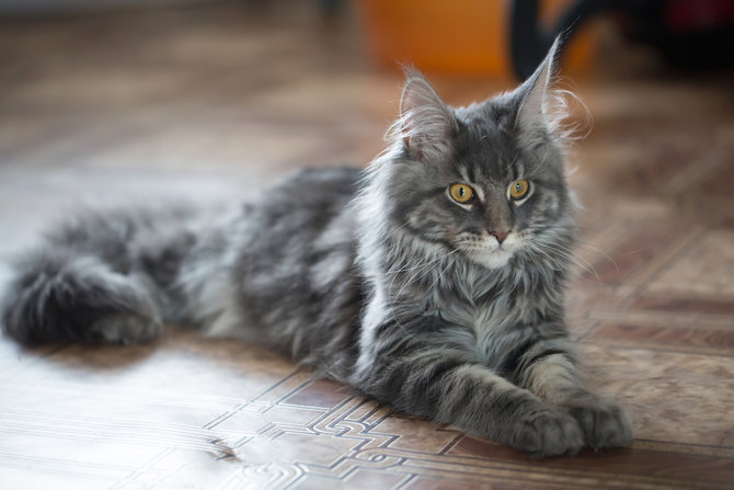 Detail Kucing Maine Coon Mix Kampung Nomer 36