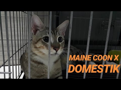 Detail Kucing Maine Coon Mix Kampung Nomer 43