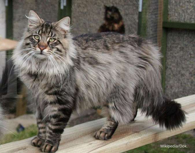 Detail Kucing Maine Coon Mix Kampung Nomer 51