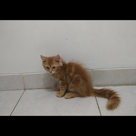 Detail Kucing Maine Coon Mix Kampung Nomer 55