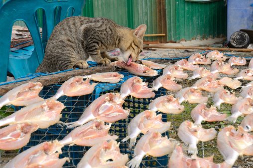 Detail Kucing Makan Ikan Nomer 13