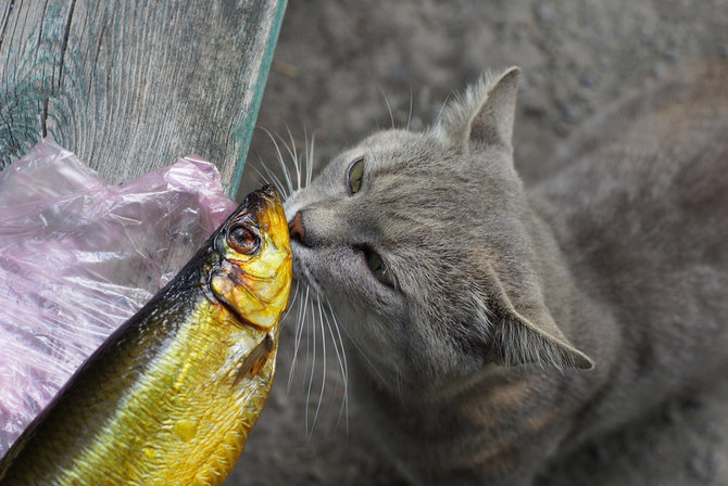 Detail Kucing Makan Ikan Nomer 23
