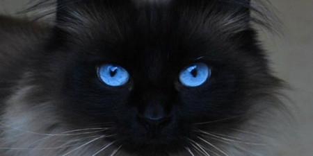 Detail Kucing Mata Biru Nomer 10