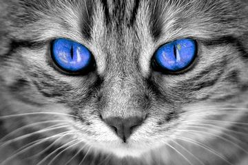 Detail Kucing Mata Biru Nomer 27