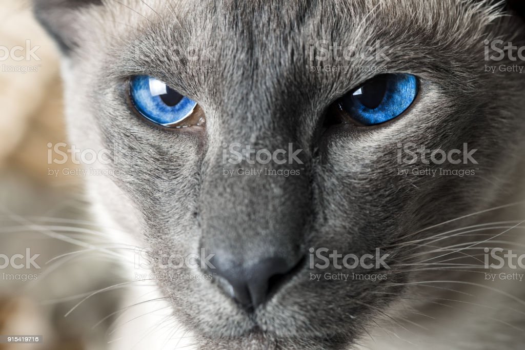 Detail Kucing Mata Biru Nomer 41