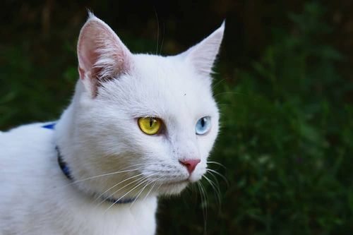 Download Kucing Mata Biru Kuning Nomer 22