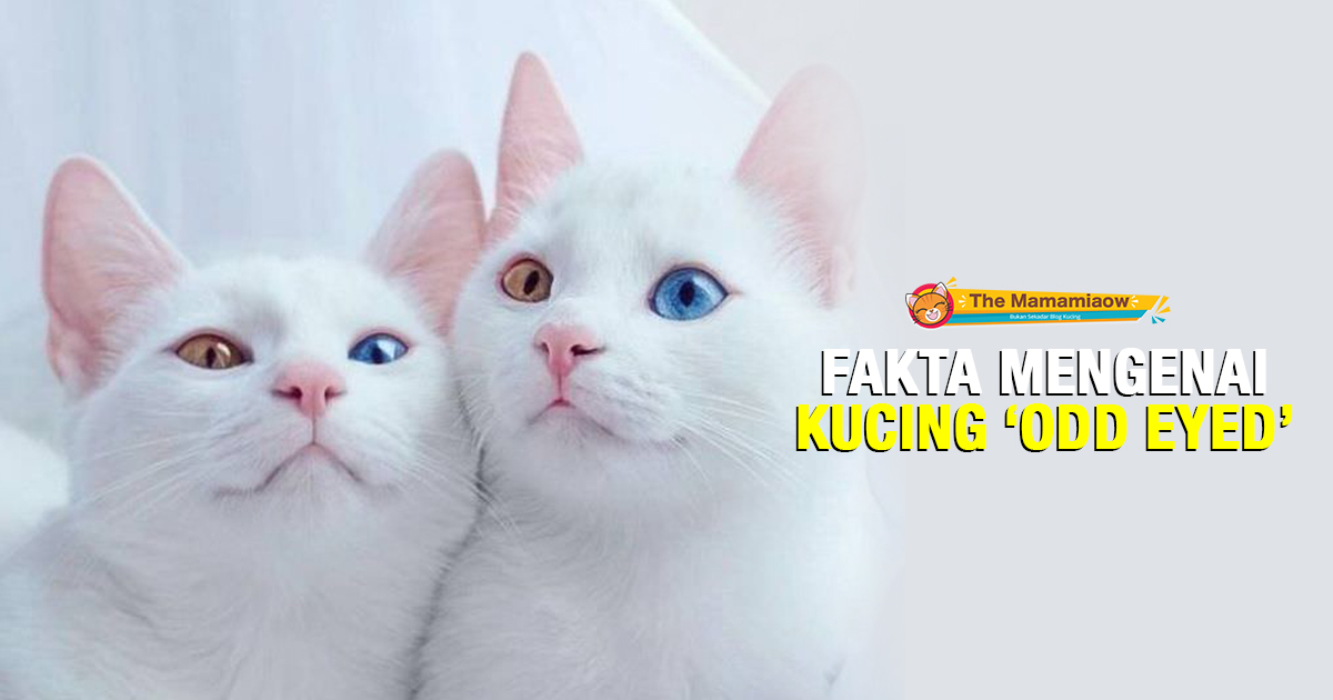 Detail Kucing Mata Biru Kuning Nomer 26