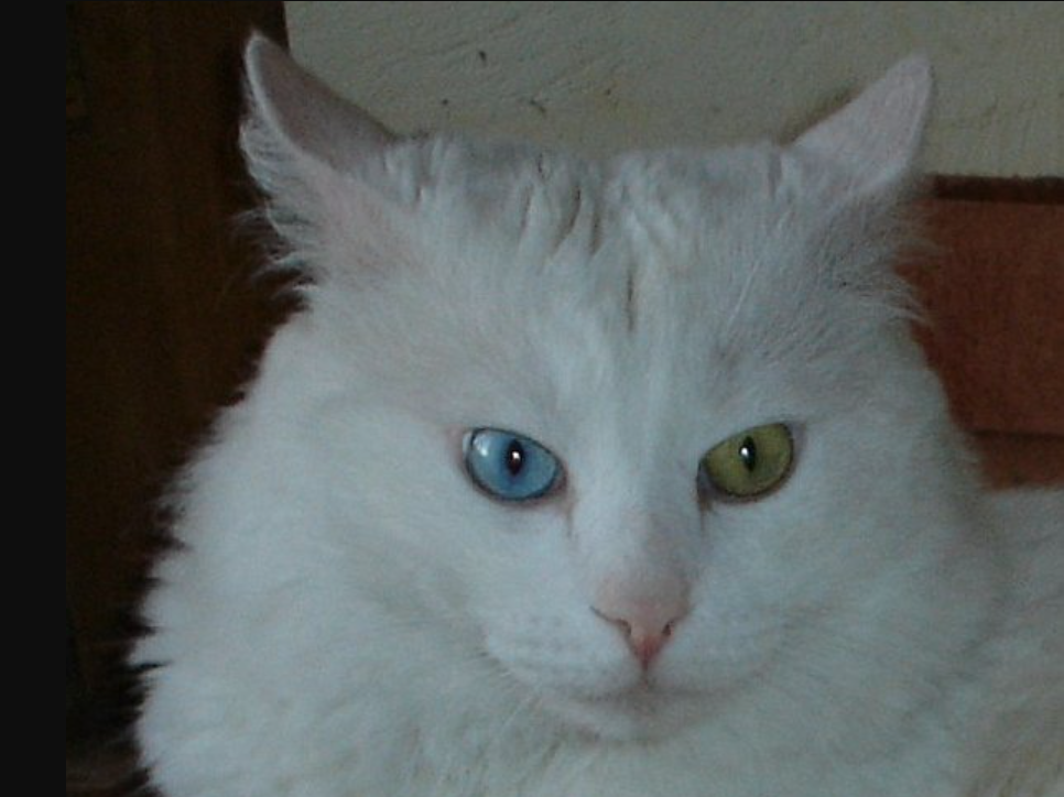 Detail Kucing Mata Biru Kuning Nomer 31