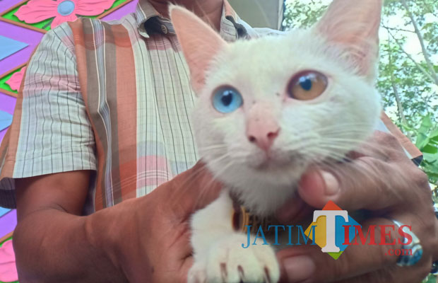 Detail Kucing Mata Biru Kuning Nomer 38