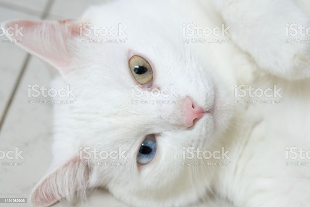 Detail Kucing Mata Biru Kuning Nomer 47