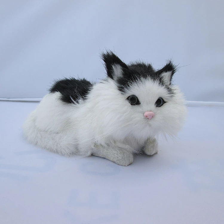 Detail Kucing Mata Bulat Nomer 37