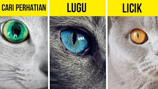 Detail Kucing Mata Kuning Nomer 8