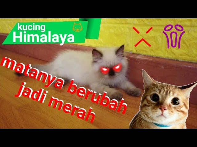 Detail Kucing Mata Merah Nomer 23