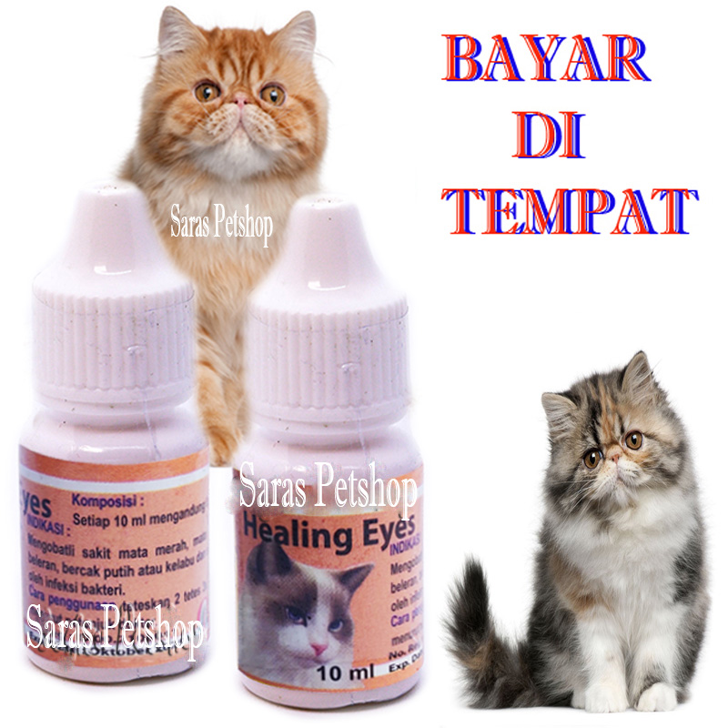 Detail Kucing Mata Merah Nomer 45