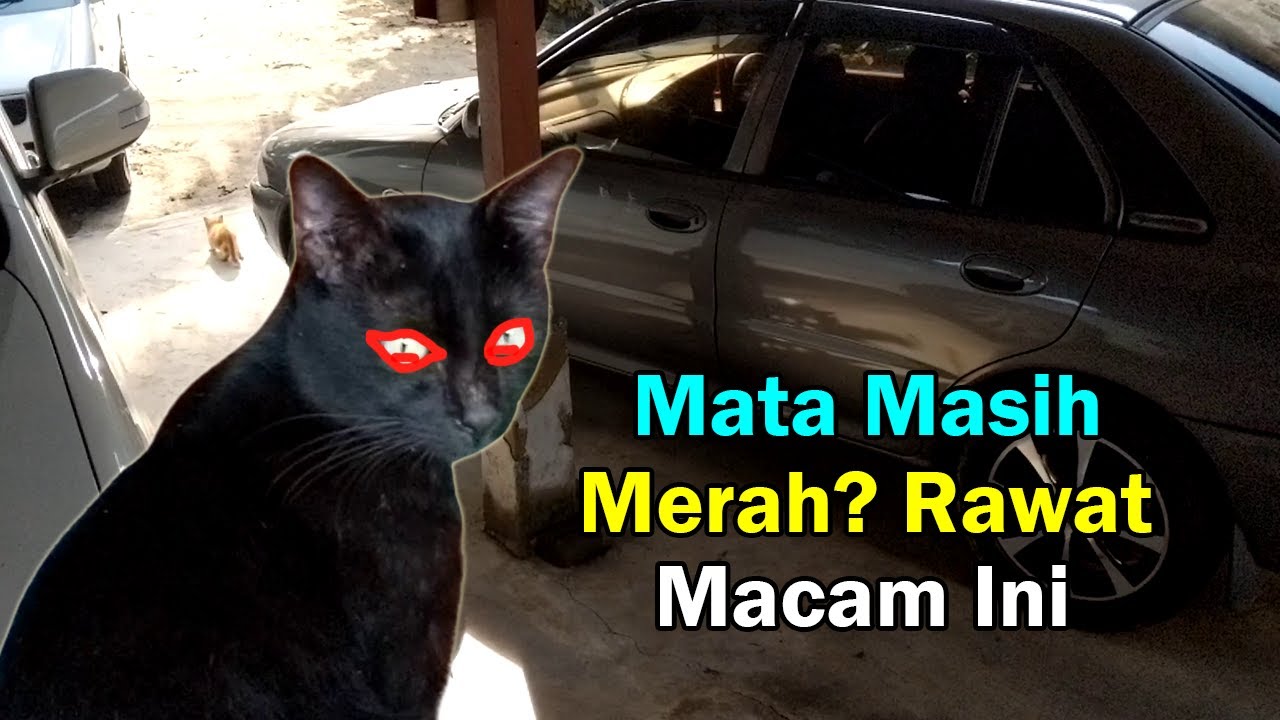 Download Kucing Mata Merah Menyala Nomer 20