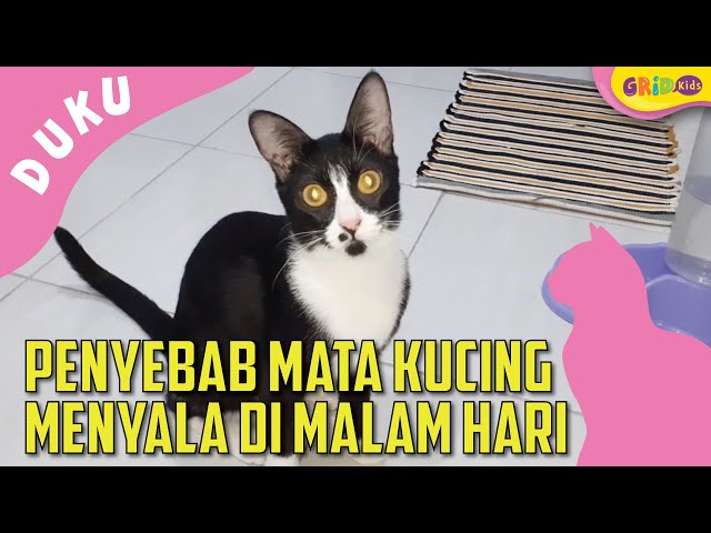 Detail Kucing Mata Merah Menyala Nomer 28