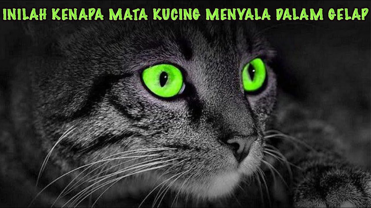 Detail Kucing Mata Merah Menyala Nomer 40