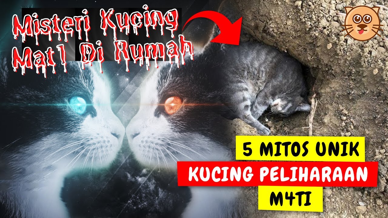 Detail Kucing Mati Depan Rumah Nomer 31