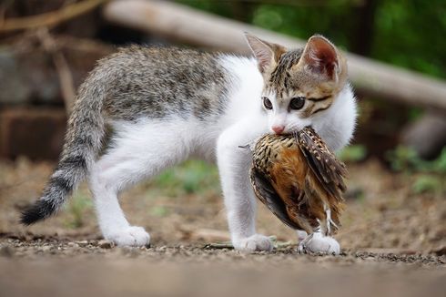 Detail Kucing Mati Di Rumah Nomer 34