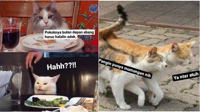 Detail Kucing Meme Lucu Nomer 13