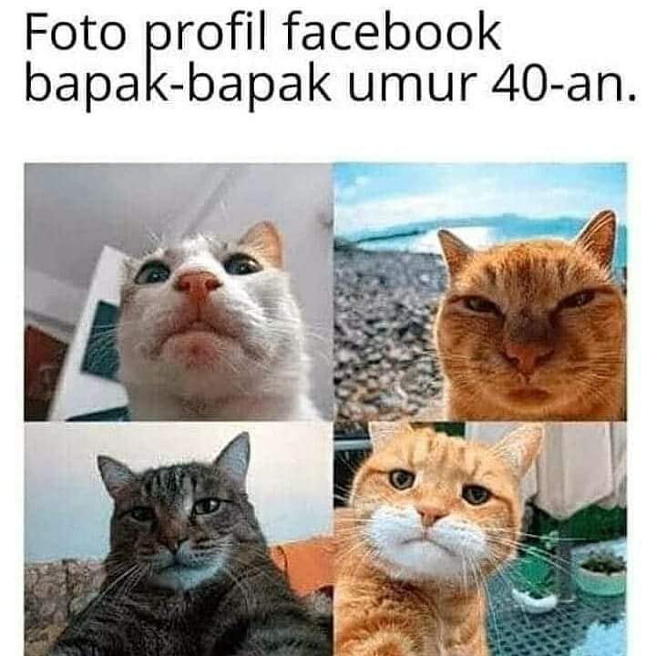 Detail Kucing Meme Lucu Nomer 15