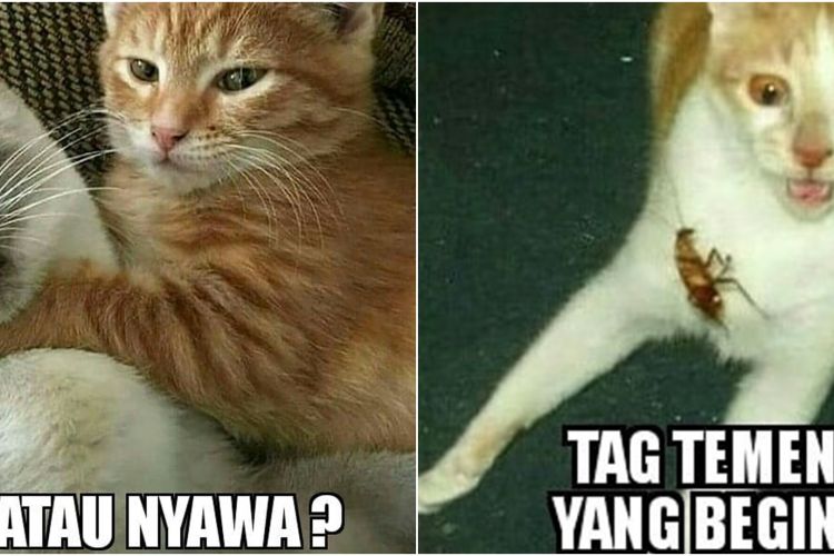 Detail Kucing Meme Lucu Nomer 18