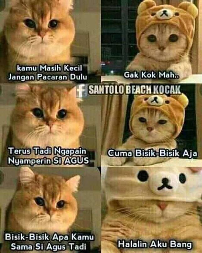 Detail Kucing Meme Lucu Nomer 37