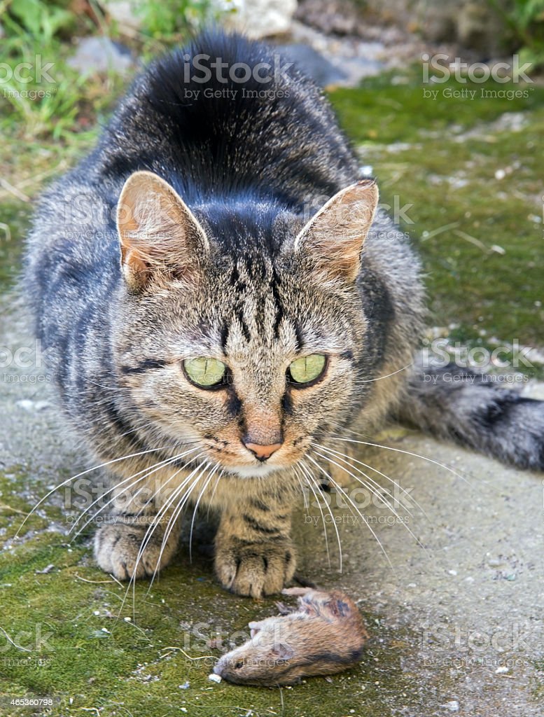 Detail Kucing Menangkap Tikus Nomer 11