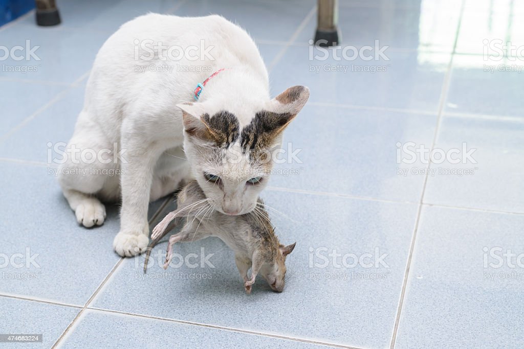 Detail Kucing Menangkap Tikus Nomer 13