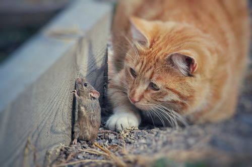 Detail Kucing Menangkap Tikus Nomer 18