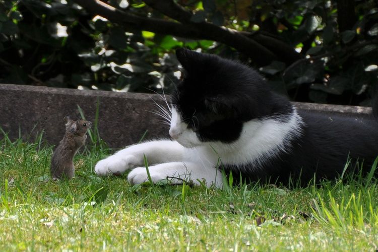 Detail Kucing Menangkap Tikus Nomer 20