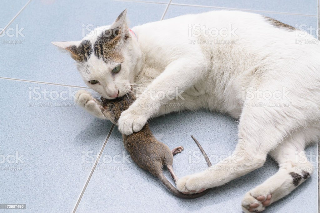 Detail Kucing Menangkap Tikus Nomer 27