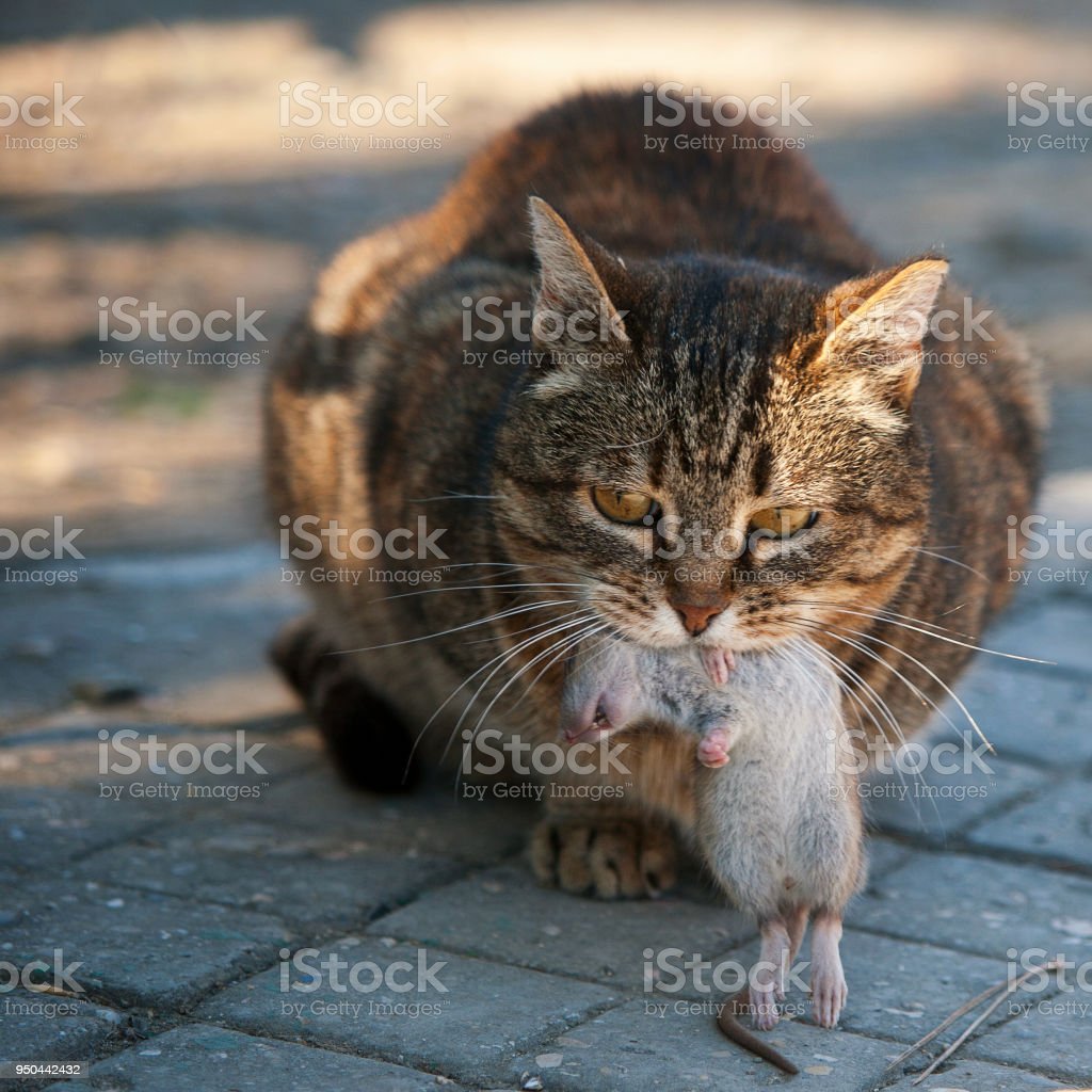 Detail Kucing Menangkap Tikus Nomer 4