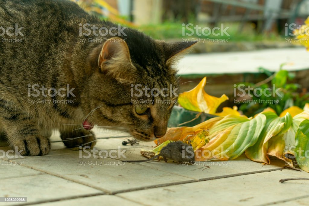 Detail Kucing Menangkap Tikus Nomer 10