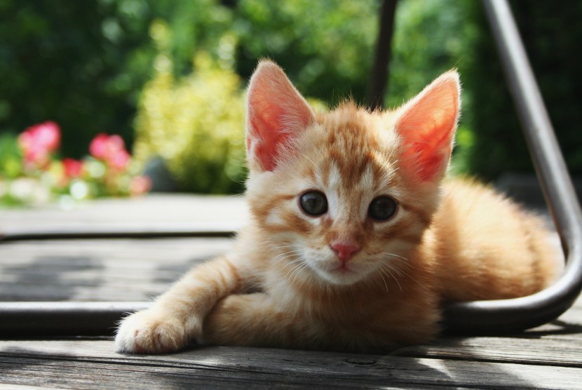 Detail Kucing Menggemaskan Dan Lucu Nomer 32