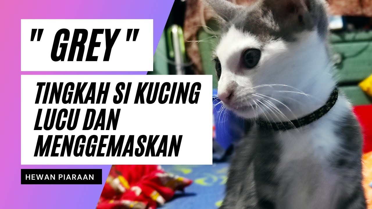 Detail Kucing Menggemaskan Dan Lucu Nomer 48