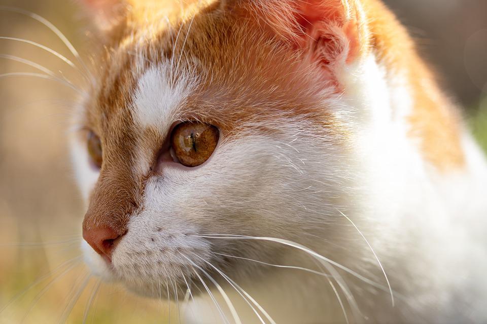 Kucing Merah Putih - KibrisPDR