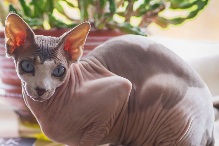 Kucing Mesir Sphinx - KibrisPDR