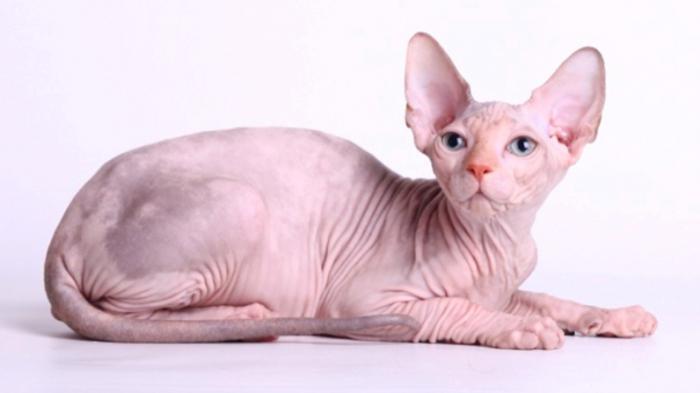Detail Kucing Mesir Sphinx Nomer 2