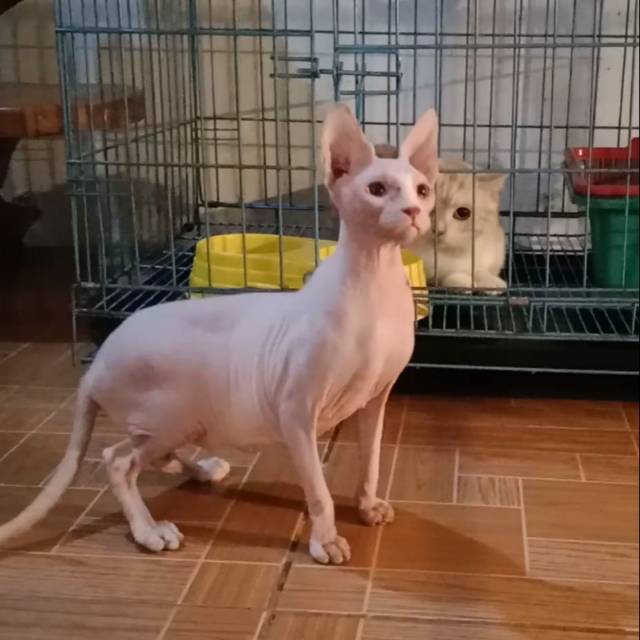 Detail Kucing Mesir Sphinx Nomer 15