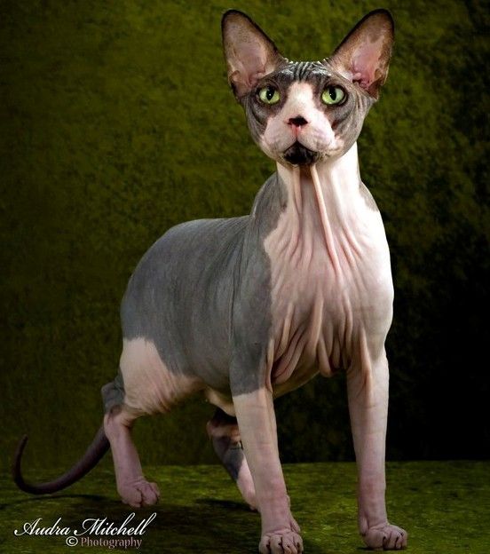Detail Kucing Mesir Sphinx Nomer 16